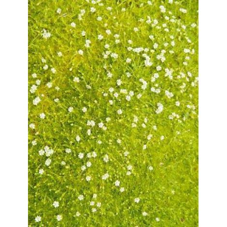Sagine subulée 'Aurea' Godet de 8/9 cm