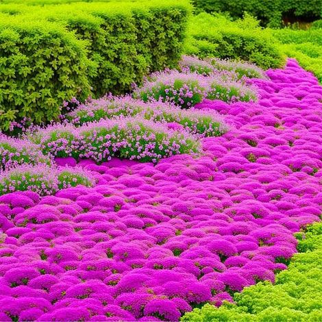 30000 Graines Thym Serpolet Rose – Vivace Aromatique, Décor Naturel Rocaille & Allées (1/5)