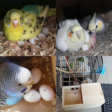 Nichoir pour Oiseaux,Nichoir pour Oiseaux en Bois,Boîte Nid pour Perroquet,avec Perche Debout,Utilisée pour Les Petits (1/4)