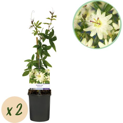 Passiflora Avalanche Plante Grimpante à Fleurs Blanches Parfumées - Lot de 2 - Pot 11cm H40cm - PANGIVO (1/5)