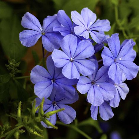 Plumbago auriculata 3 talee/cuttings  blue