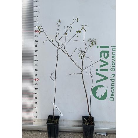 PIANTA DI PRUNUS SPINOSA o PRUGNOLO SELVATICO ( foto reale)