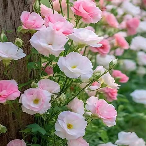 5000 Lisianthus Rose Blanc Graines – Fleurs Mélangées Jardin Décoratif (1/2)