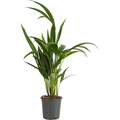 Bloomique - Howea Forsteriana - Kentia Palm - Plantes d'intérieur - Purificateur d'air - Convient aux animaux - Hauteur 40-60 cm - Pot de 13 cm
