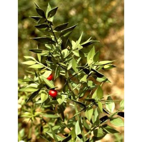 Fragon piquant Pot de 2L/3L (1/3)
