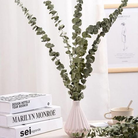 Bouquet d'eucalyptus séchés - Unbrand - Lot de 12-14 morceaux - Longueur 40-60 cm - Non toxique - Sans résidus de colle (1/5)