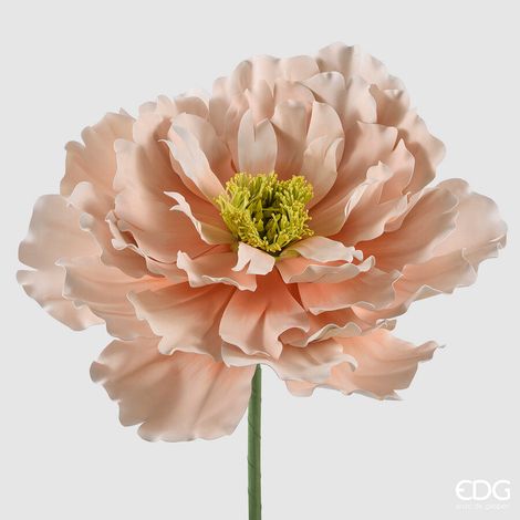 EDG Enzo De Gasperi Decoro Peonia Jumbo H 70 Cm D 80 Cm Rosa Crema