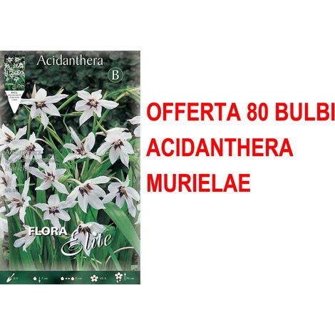 OFFERTA 80 BULBI ACIDANTHERA SYN. GLADIOLUS CALLIANTHUS MURIELAE BULBS