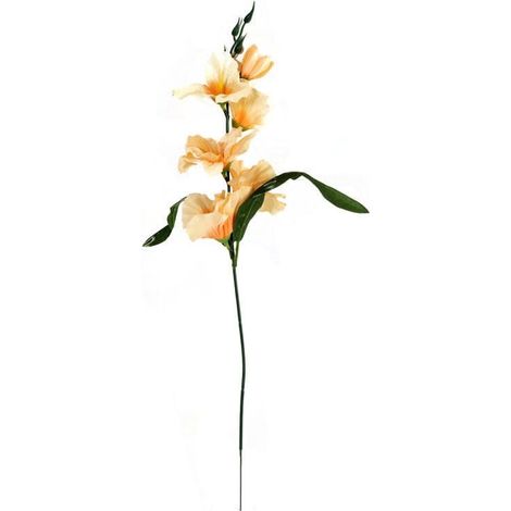 Lachsfarbene Gladiole, 55 cm (1/3)