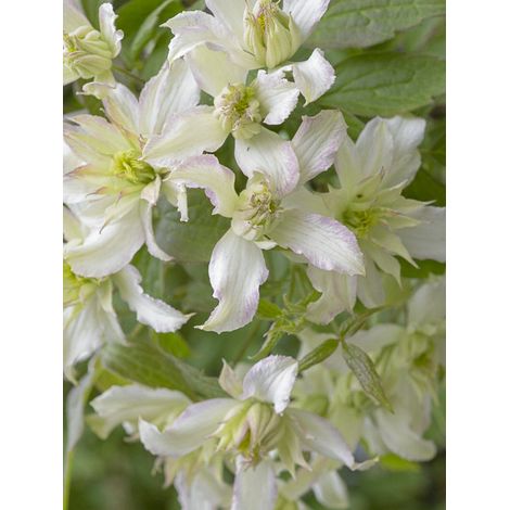 Clématite 'Jenny Keay' Pot de 2L/3L