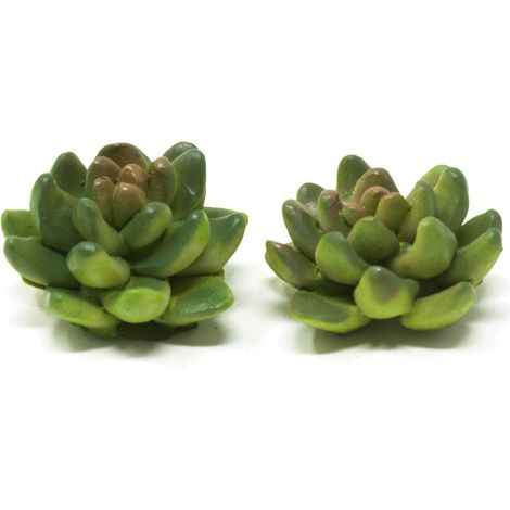 Piante Grasse Set da 2 Pezzi 11090 (1/2)