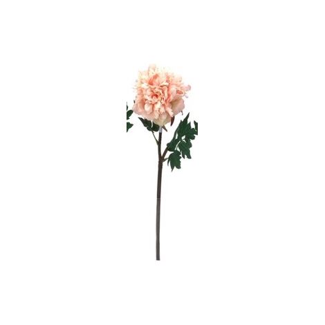 DHG Single Peony Coral (1/2)