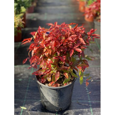 Nandina domestica Fire Power "Bambu' sacro" pianta sempreverde a cespuglio in vaso ø19 cm (1/5)