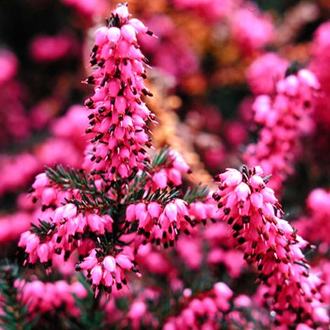 ERICA DARLEYENSIS KRAMERS ROTE VASO 17CM (1/2)