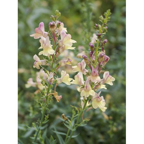 Linaire 'Peachy' Godet de 8/9 cm (1/2)