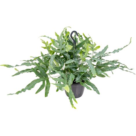 Bloomique - Phlebodium 'Blue Star' - Fougère bleue - Plante suspendue - Plante d’intérieur - Dépolluante - Sans danger - 30-40 cm de Haut - Pot suspendu 17 cm