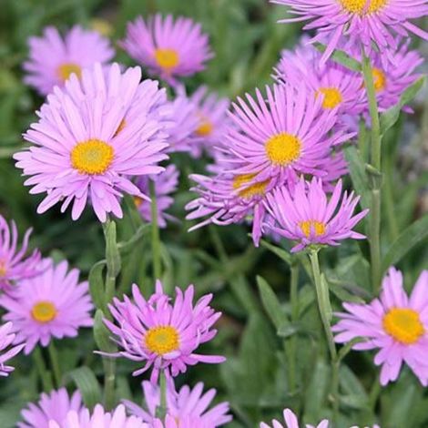 Aster de printemps Happy End/Godet - 5/20 cm