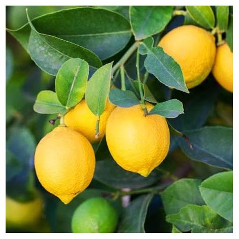 Limone lunario 3 talee/cuttings 4 seasons lemon