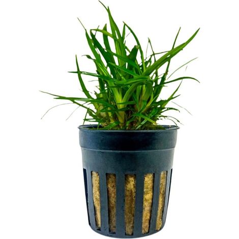 Aquarium Pflanze Eriocaulon sp. 'Vietnam' Topf Nr.391A