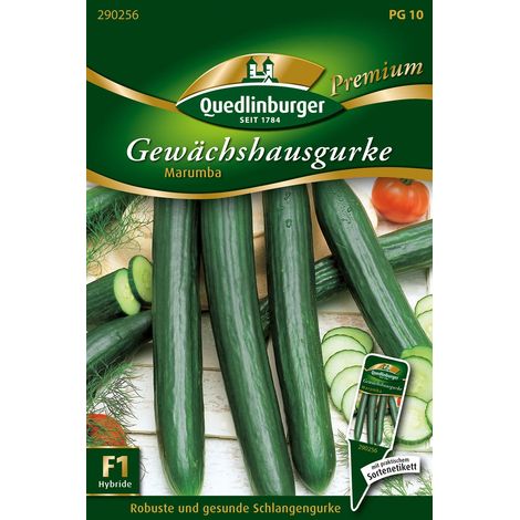 Quedlinburger Saatgut – Concombre de serre « Marumba » – Graines de légumes, fruits sans amertume jusqu'à 37 cm (1/2)