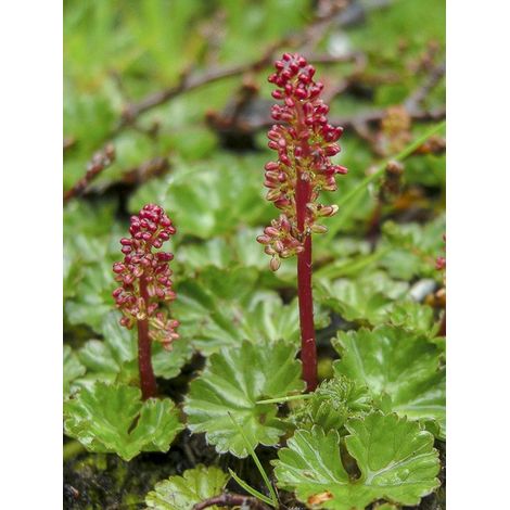 Campos des lages magellanica Godet de 8/9 cm (1/4)