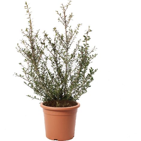 Ilex Crenata Glory Gem - Piante da Esterno Vere Resistenti al Freddo - H 40/50 cm Vaso Ø 18 cm (1/2)