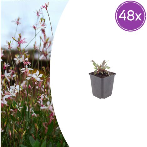 Lot de 48 Gaura lindheimeri 'Siskiyou Pink' Plante Vivace Fleurs Roses Massif Pot 10-25 cm Ø 9 cm - PANGIVO (1/5)