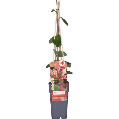 Chèvrefeuille des bois 'Belgica' Lonicera periclymenum Plante Grimpante Parfumée Ø15cm H65cm - PANGIVO (1/5)