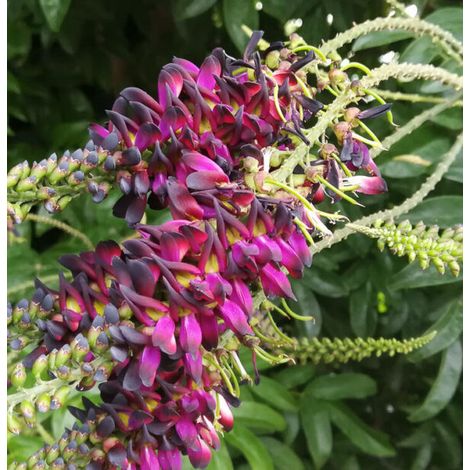 Vivaio Garden Forest – Glycine d’été grimpante ornementale – Millettia japonica – Feuillage caduc – Floraison lilas-violet – Exposition ensoleillée ou mi-ombragée – Pot V18