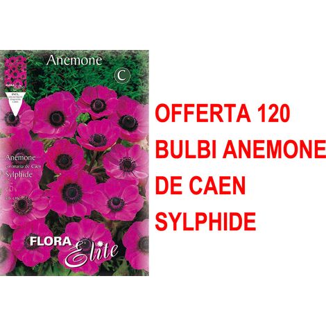 OFFERTA 120 BULBI ANEMONE CORONARIA THE BRIDE SYLPHIDE