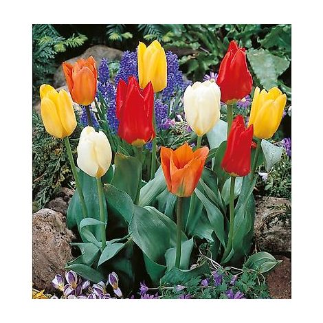 TULIPE FOSTERIANA MELANGE - 10 BULBES