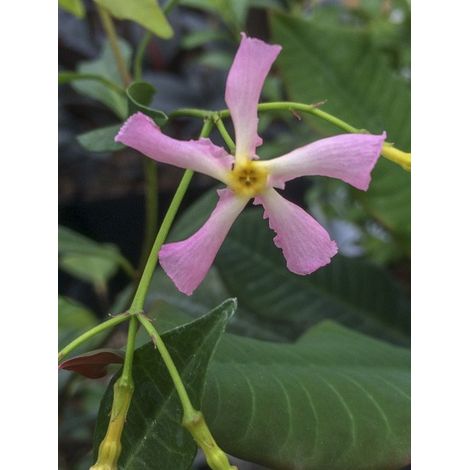 Jasmin étoilé 'Pink Showers' Godet de 8/9 cm (1/2)