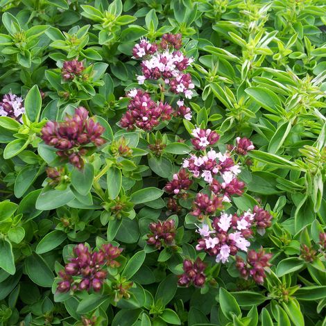 Bloomique - Lot de 3 - Origanum Vulgare Compactum - Marjolaine ornementale - Plantes de jardin - Résistantes à l'hiver - Hauteur 10-20 cm - Pot 9x9 cm