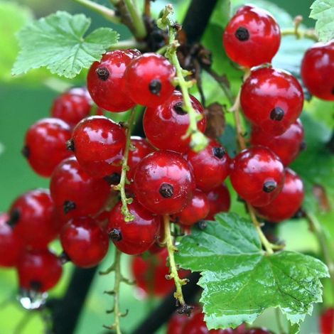 PIANTA DI RIBES in vaso 16/18 ( foto reali)-ROSSO