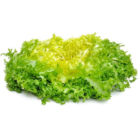 Semi di invidia "Riccia pancalieri costa bianca" piante per orto e giardino coltivazione domestica e professionale