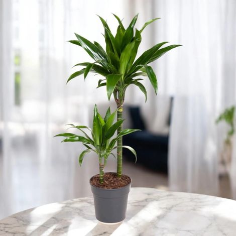 Gardenaria Dracaena fragrans 'Janet craig' - Pianta da interno ornamentale - Altezza: 100 cm (vaso 24) (1/5)