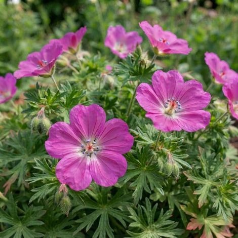 3 Géraniums sanguins 'Max Frei' (Geranium sanguineum 'Max Frei')