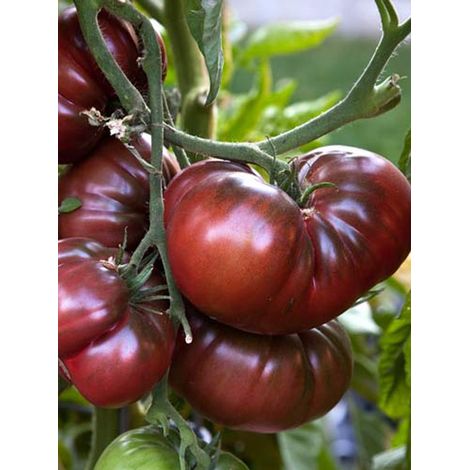 Tomate 'Noire de Crimée' le sachet de 60 graines (0,2g)