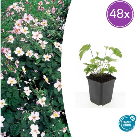 Lot de 48 Anémones du Japon Robustissima Plantes Vivaces Fleurs Bleu-Violet 10-25 cm Pot Ø 9 cm - PANGIVO (1/5)