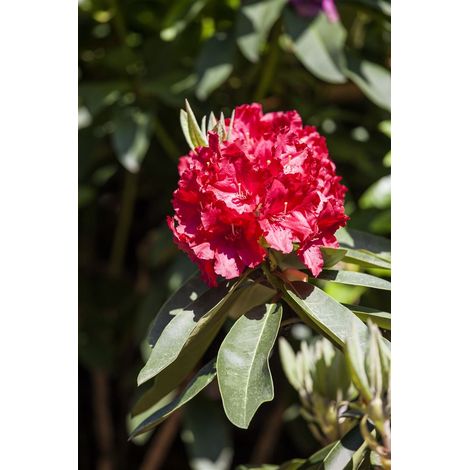 Rhododendron 'Roter Korsar' Rhododendron Hybr.'Roter Korsar' -R- C 5 30- 40 (1/2)