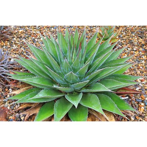 pianta AGAVE MONTANA (FOTO REALI)
