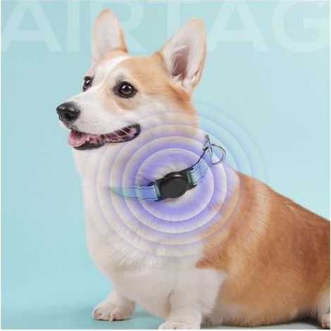 Collier GPS pour chien