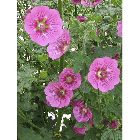 Mauve arbustive du Cap 'El Rayo' Pot de 4L/5L