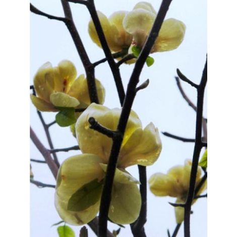Magnolia 'Honey tulip' Pot de 12L/15L (1/3)