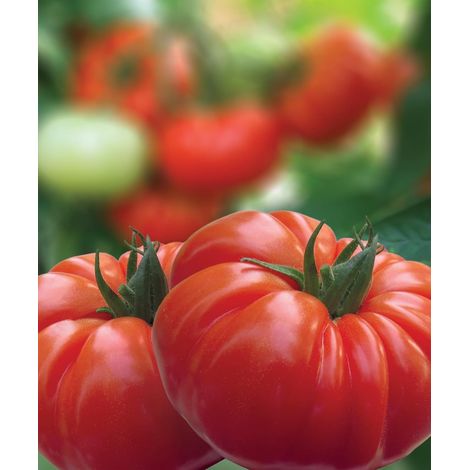 Tomate Beefsteak Rouge 500 pcs – Variété Gros Fruits – Potager (1/5)