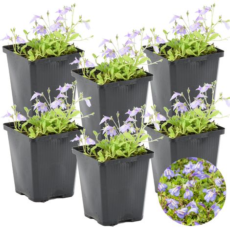 Bloomique - Lot de 6 - Mazus Reptans - Mazus rampant - Plantes de bassin - Plantes aquatiques - Rustique - Hauteur 10-20 cm - Pot 9 cm
