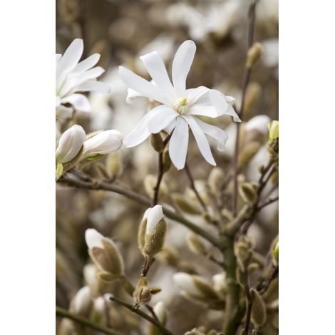 Sternmagnolie 'Royal Star' Magnolia stellata 'Royal Star' 10L 80- 100 (1/5)