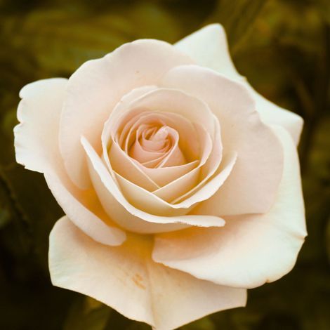 Gardenaria Rosa 'Paul Richard' - Rosa da giardino - Altezza: 30/40 cm (vaso22) (1/2)