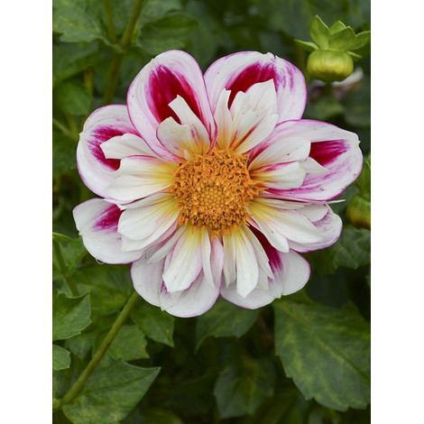 Dahlia collerette 'Bumble Rumble' Bulbe calibre I