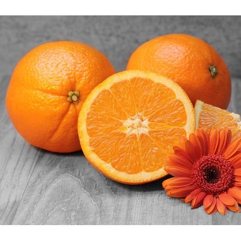 Planta Naranjo Washington Navel. Naranja Grande y Dulce. Altura 120 Cm